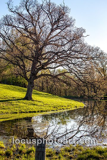 WEB J19 Cow Pond Reflections 8905.jpg
