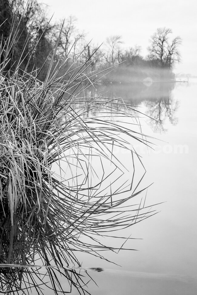 J17_Foggy_Reed_Reflections_5472_BW.jpg