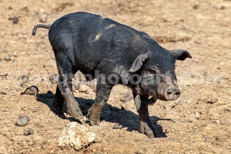 J21_Muddy_Piglet_5303.jpg