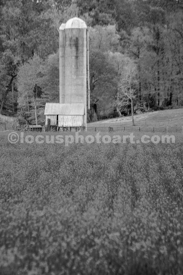 J19_Yellow_Fields_Forever_0424_BW.jpg