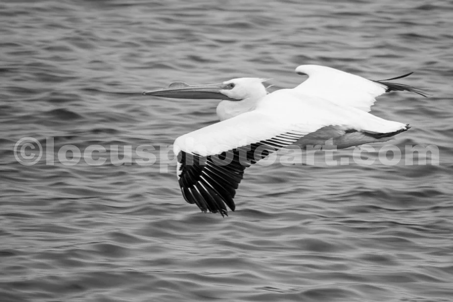 J21_Pelican_Skimming_Over_the_River_5070_BW.jpg