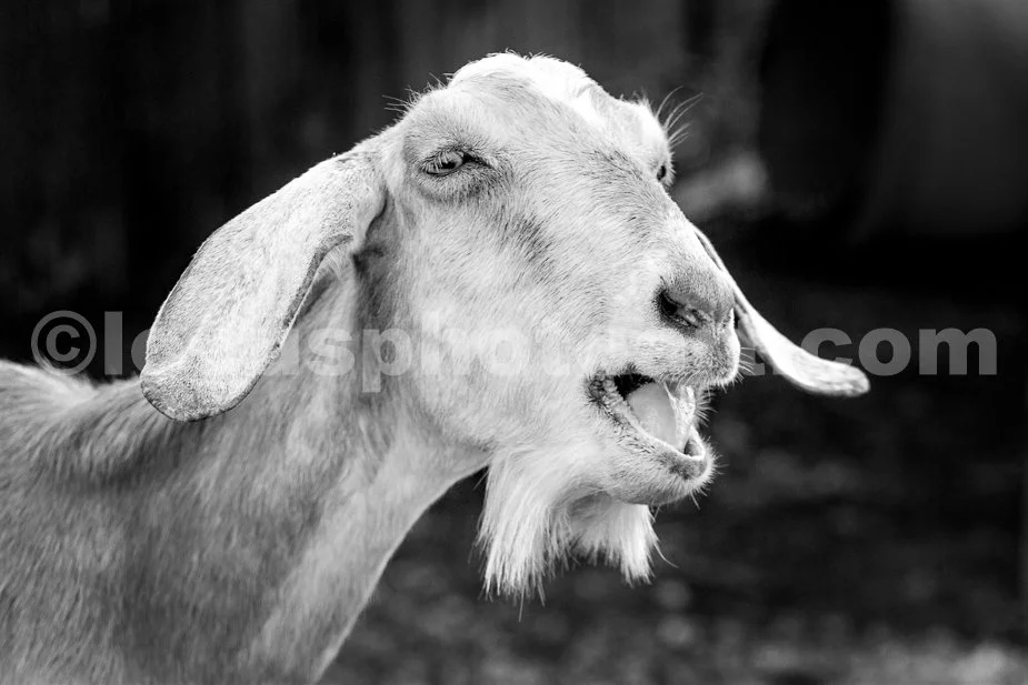 J23_Singing_Goat_9151_BW.jpg