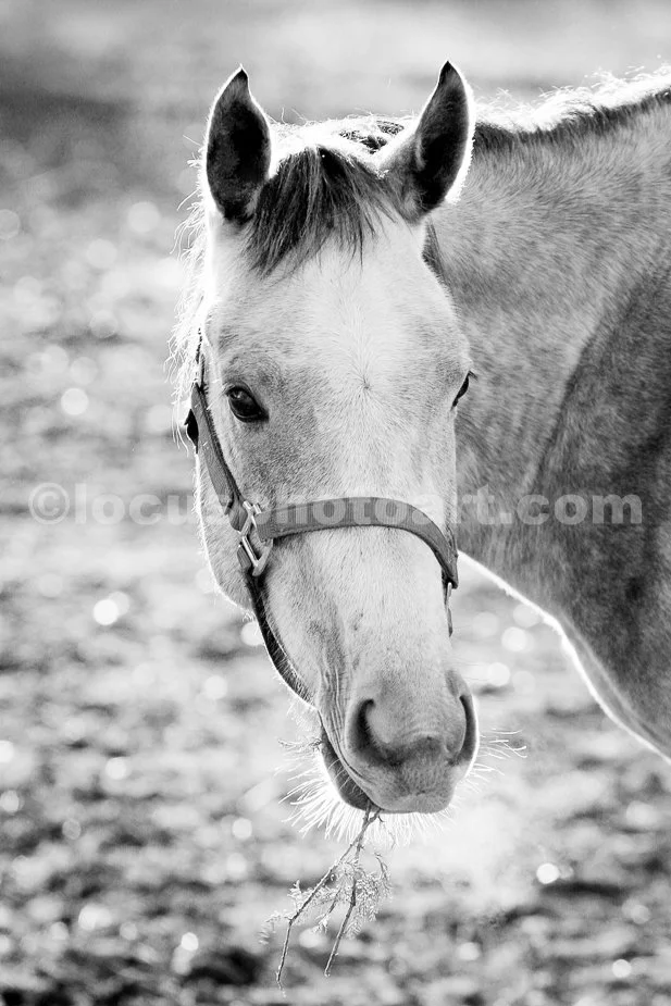 J14_Horse_5022_BW.jpg