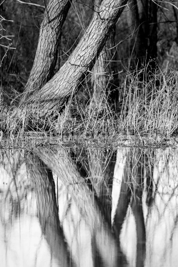 J21_Tree_Trunks_Reflected_4908_BW.jpg
