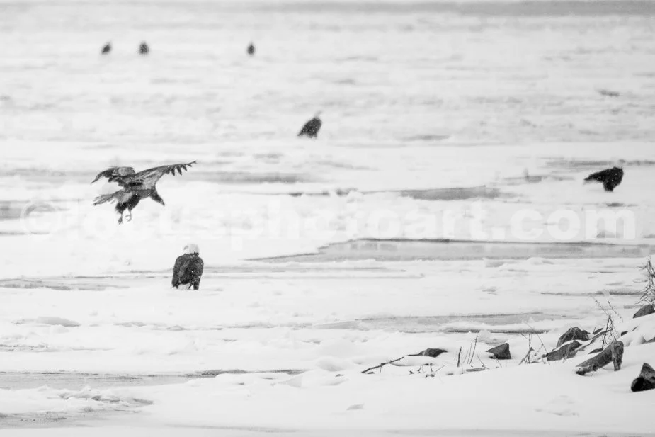 J21_Seven_Eagles_on_Ice_4856_BW.jpg