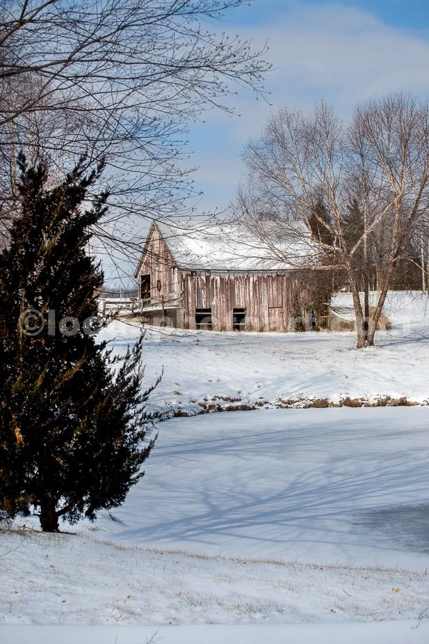 J21_Barn_with_Pine_and_Pond_4720.jpg