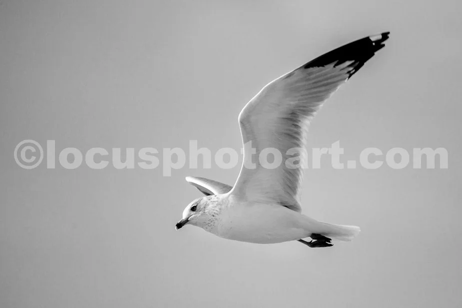 J21_Riding_the_Wind_6052_BW.jpg