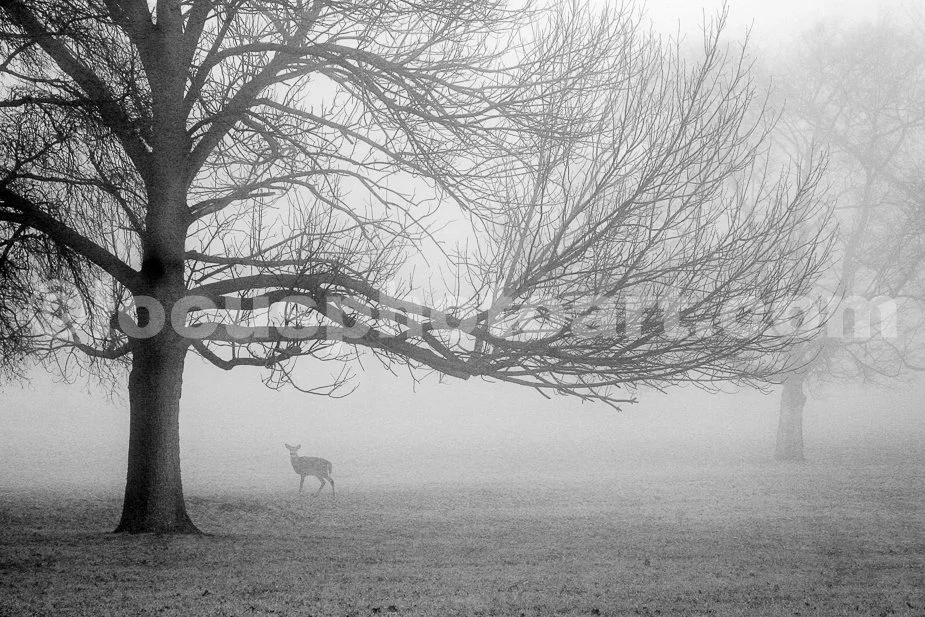 J15_Cahokia_Deer_in_Fog_9570_BW.jpg
