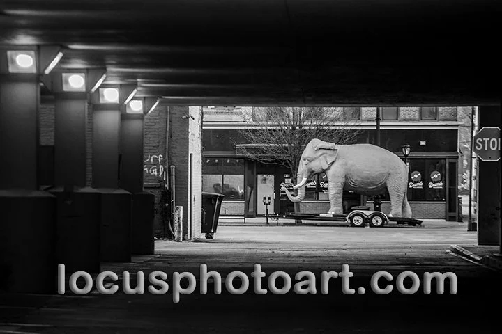 J22 Elephant on East Monroe 0861 BW FB.jpg