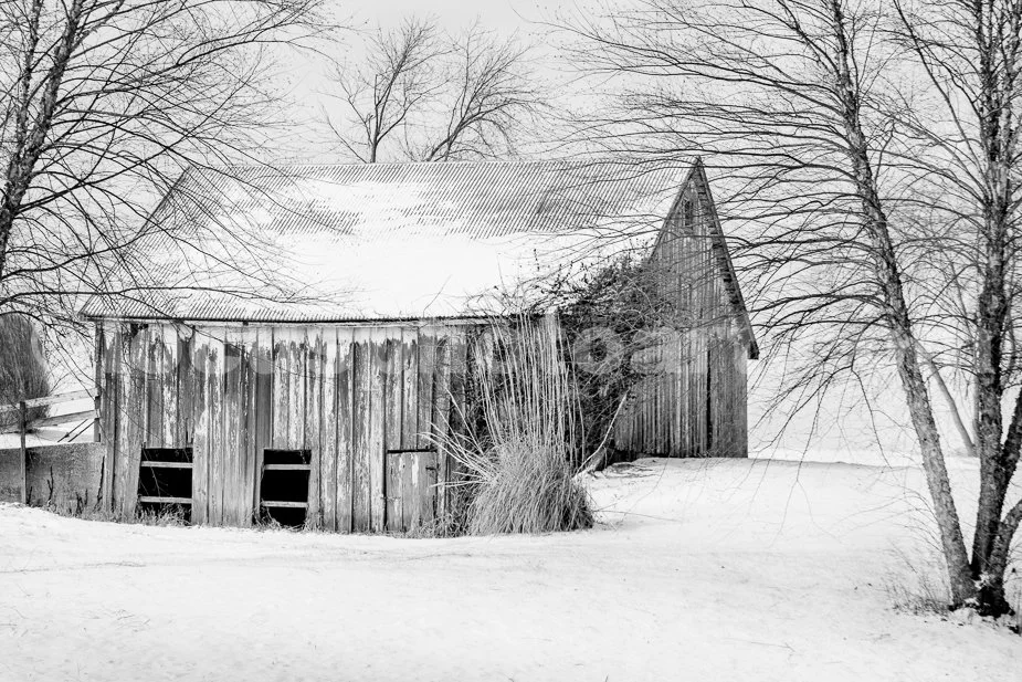 J21_Barn_with_Birch_Trees_4738_BW.jpg