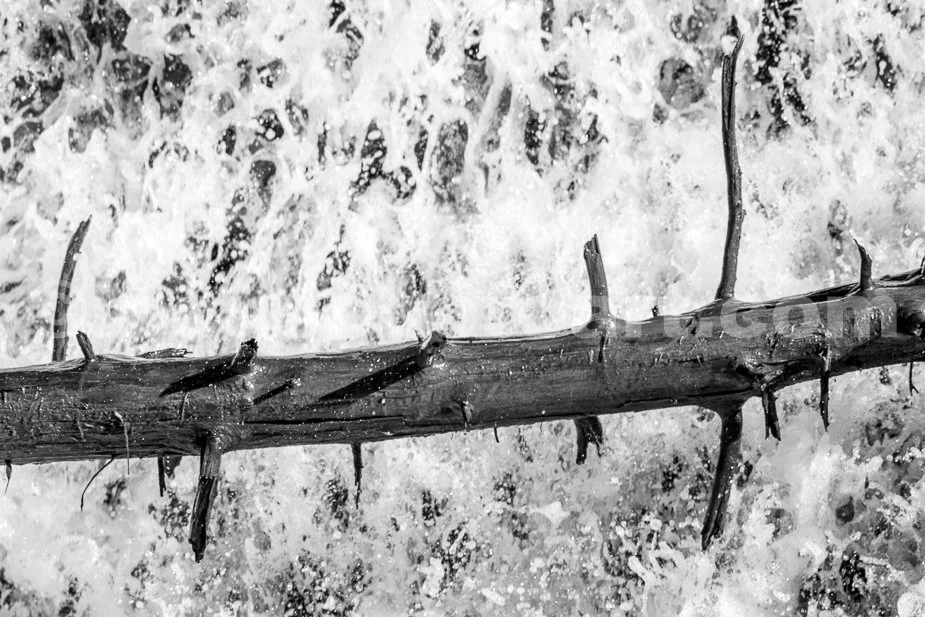 J21_Pine_Trunk_in_the_Waterfall_9629_BW.jpg