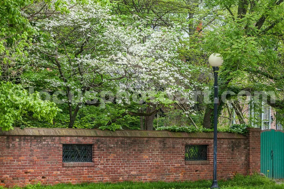 J19_Brick_Wall_and_Dogwood_Tree_0201.jpg