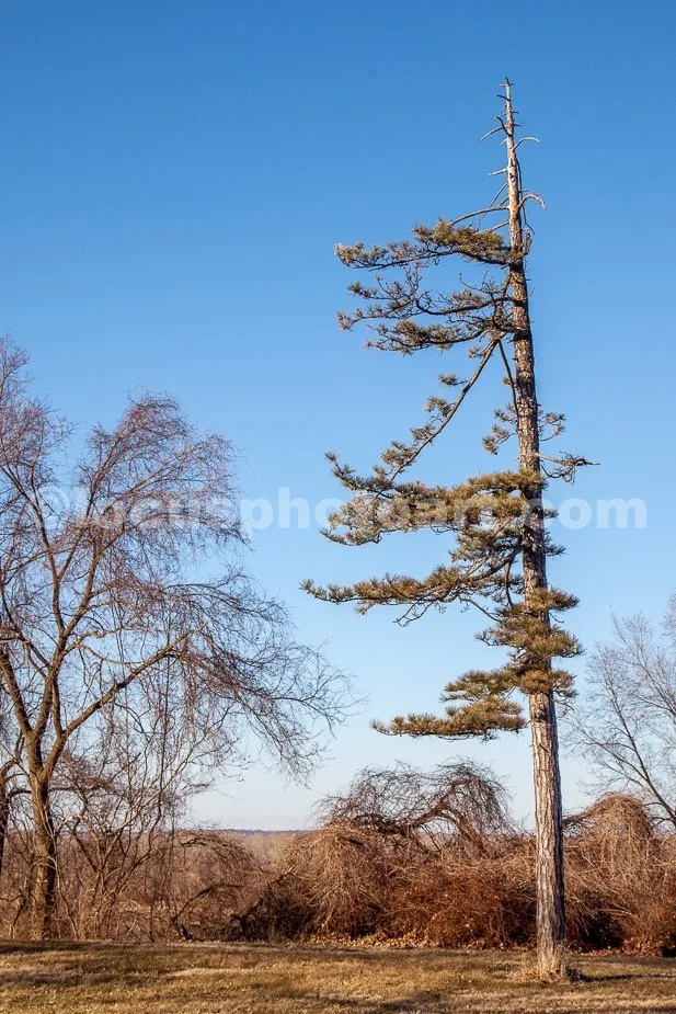 J21_Scrubby_Tree_on_the_Missouri_River_Bluff_4855.jpg