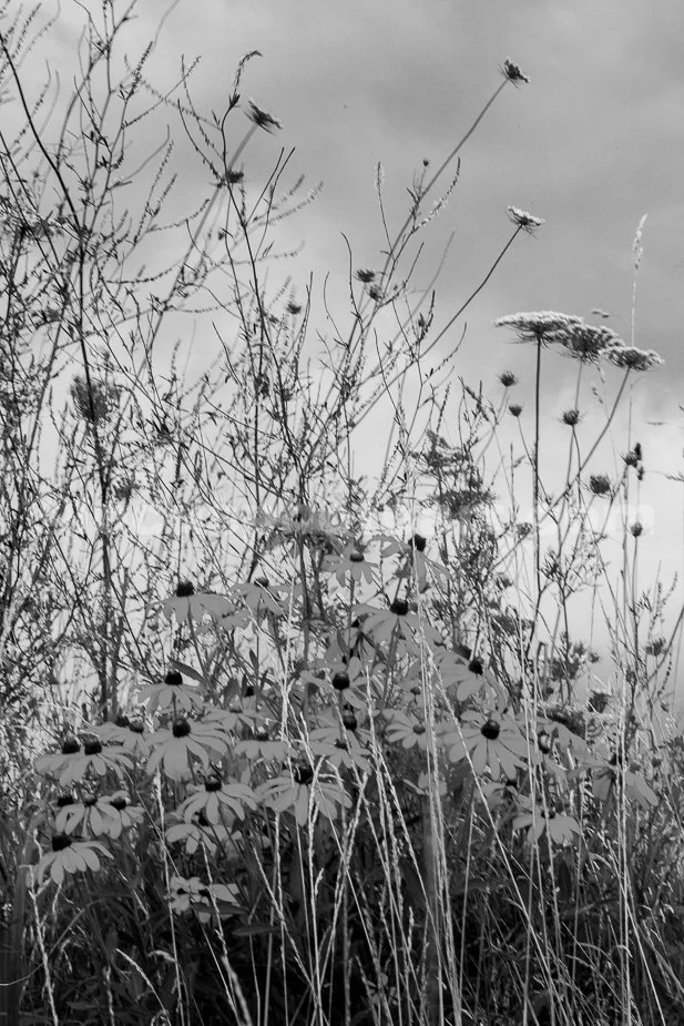 J19_Black-Eyed_Susans_in_a_Storm_9920_BW.jpg