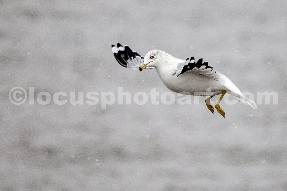 J21_Gull_with_Snowflakes_4805.jpg