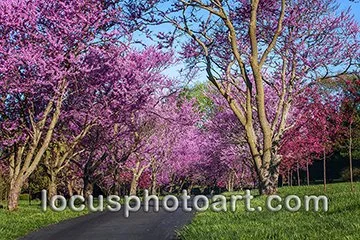 WEB J19 Springtime Driveway 8930.jpg