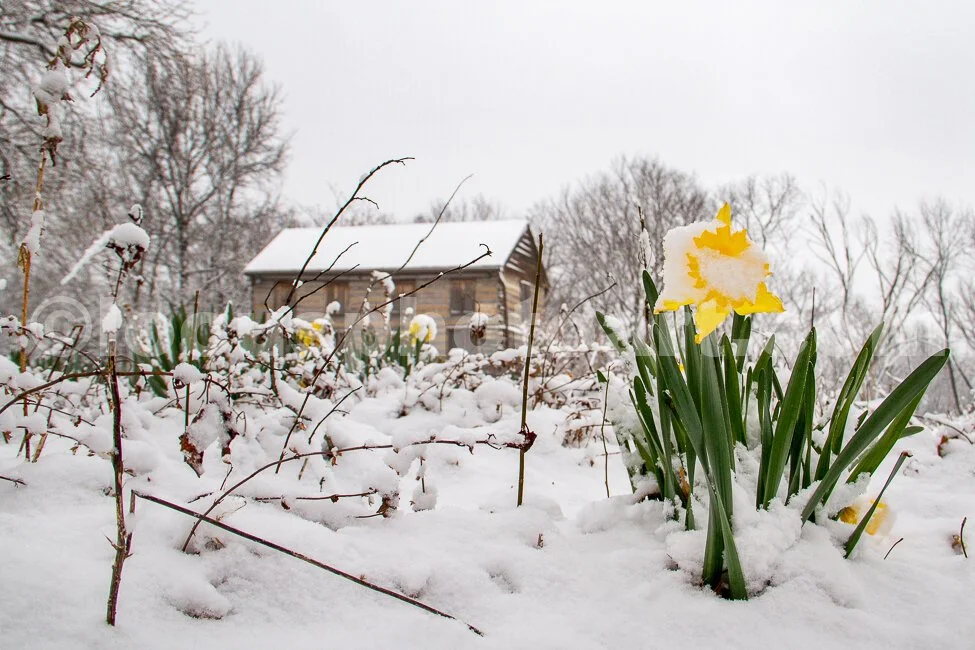 J17_Spring_Garden_at_the_Cabin_8514.jpg