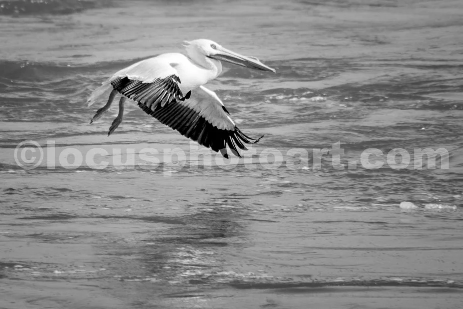 J21_Pelican_on_Final_Approach_6098_BW.jpg
