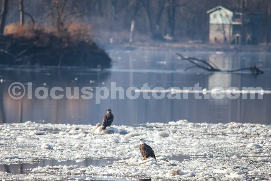 J21_Eagles_Passing_on_the_Ice_6002.jpg