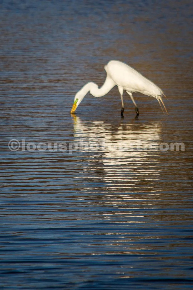 J21_Egret_on_the_Mississippi_Backwaters_0058.jpg