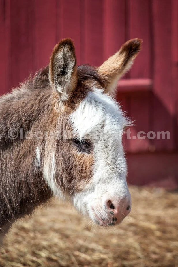 J21_Mighty_Mouse_the_Miniature_Donkey_6788.jpg