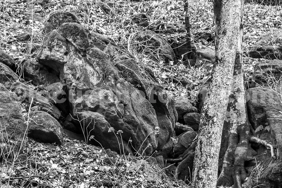 J21_Trunks_and_Boulders_3987_BW.jpg