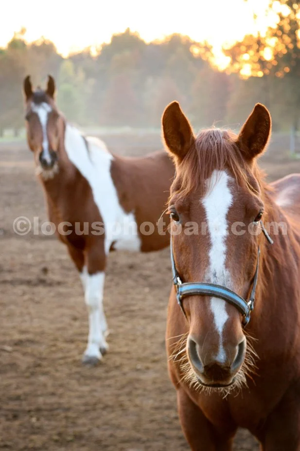 J14_Horses_8705_cc.jpg