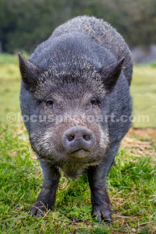 J21_Two-Faced_Piggy_0276.jpg