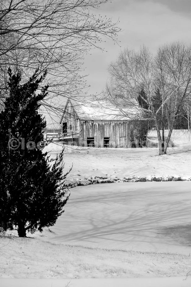J21_Barn_with_Pine_and_Pond_4720_BW.jpg