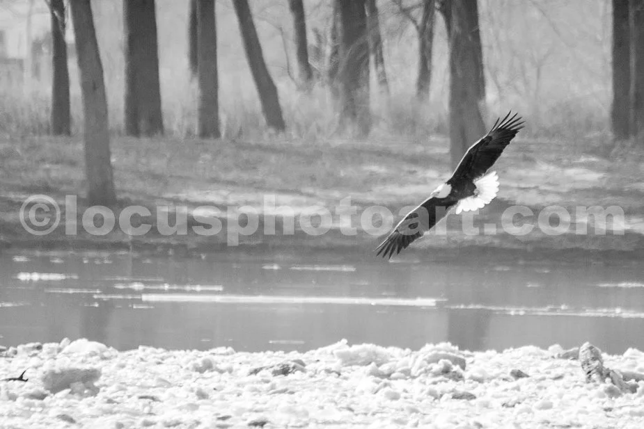 J21_Prepare_for_Ice_Landing_6067_BW.jpg