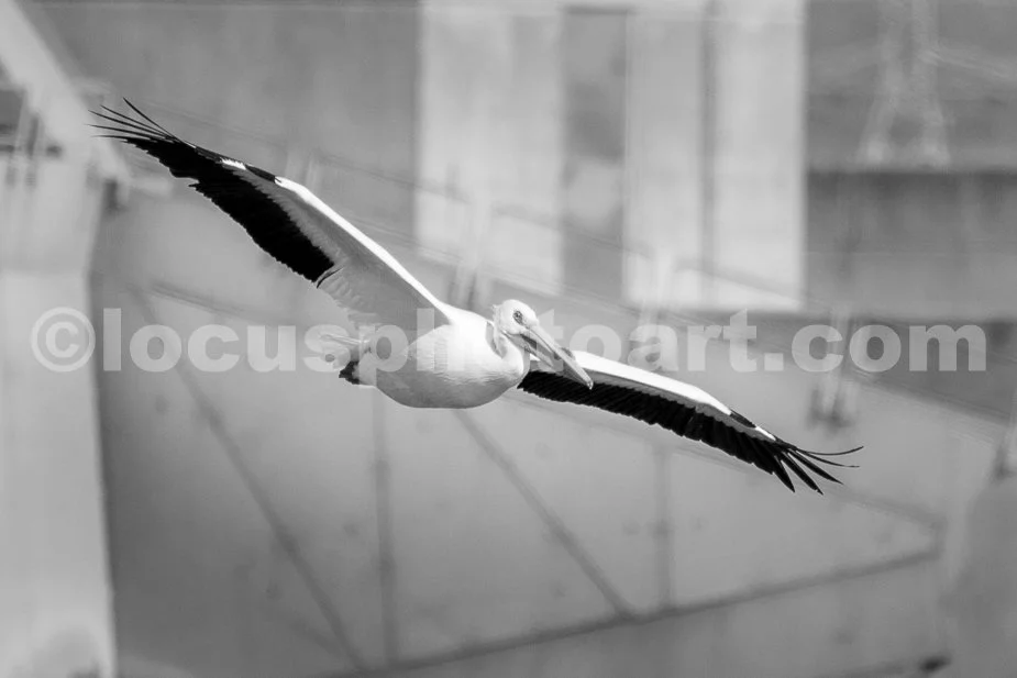 J21_Pelican_at_Lock_and_Dam_26_6088_BW.jpg