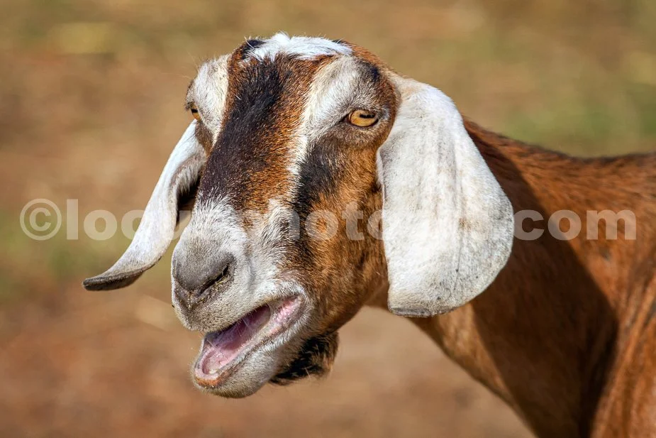 J23_Talking_Brown_Goat_9150.jpg