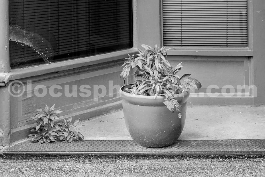 J19_Sidewalk_Still_Life_0079_BW.jpg