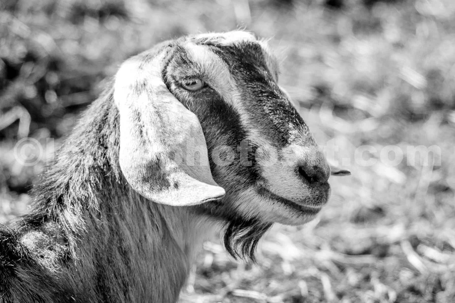 J21_Goat_Semi-Profile_5348_BW.jpg