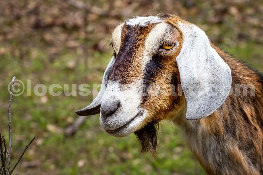 J21_Serious_Goat_Face_0355.jpg