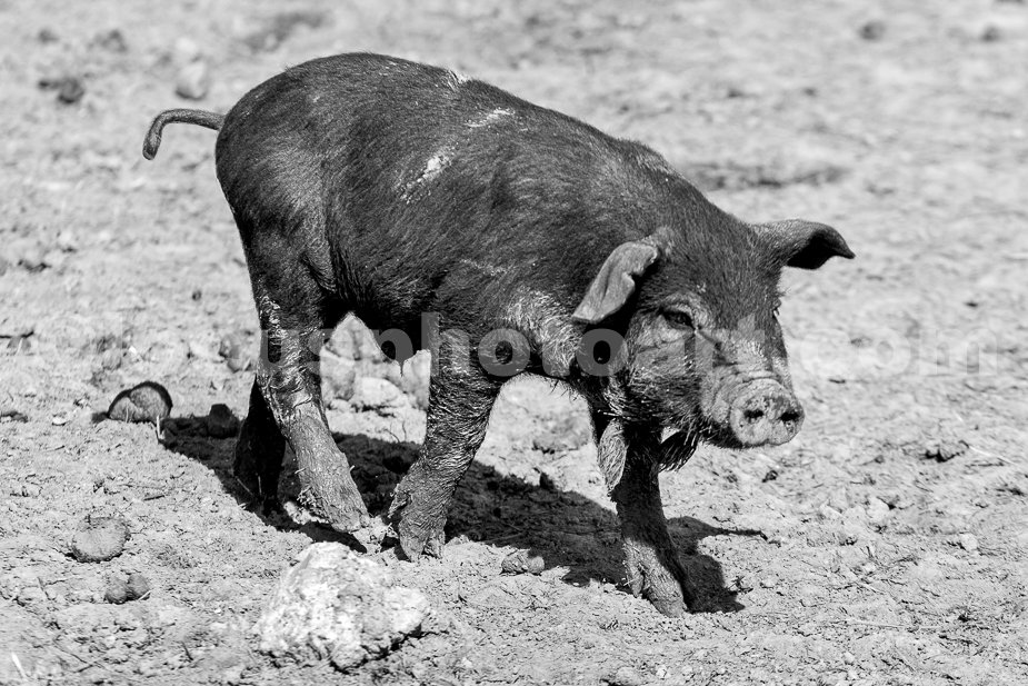 J21_Muddy_Piglet_5303_BW.jpg