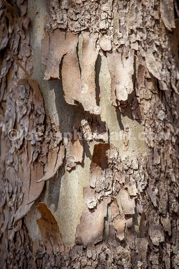 J21_Peeling_Bark_6730.jpg