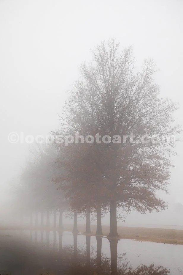 J24_Foggy_Treeline_6367.jpg