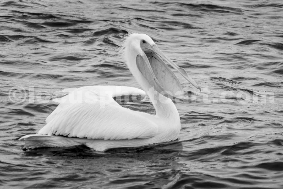 J21_Laughing_Pelican_5533_BW.jpg