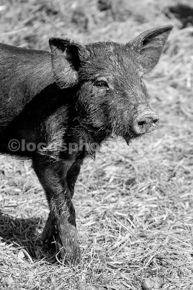 J21_Posing_Piglet_5310_BW.jpg