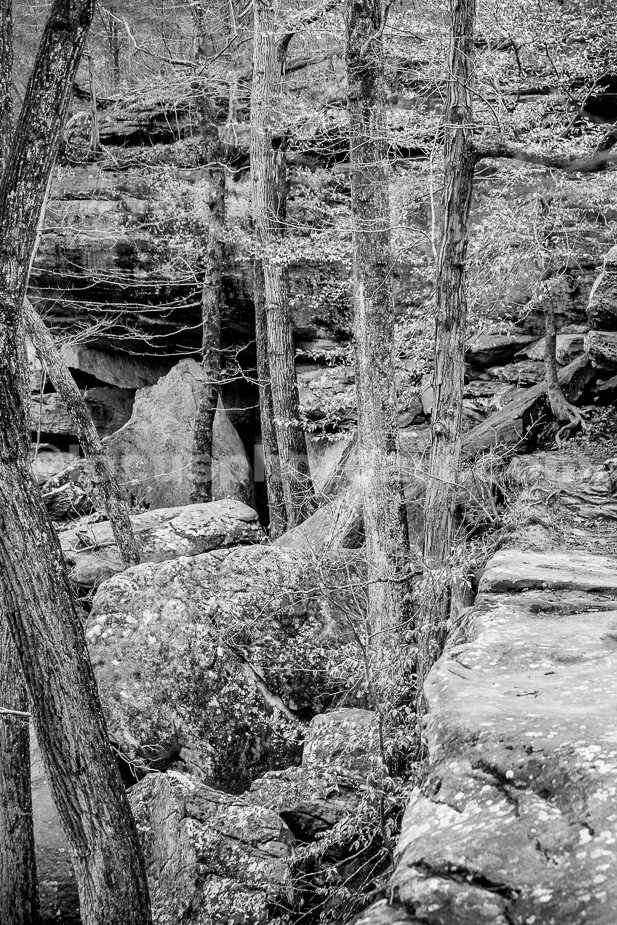 J21_Shawnee_Natiional_Forest_Winter_4208_BW.jpg