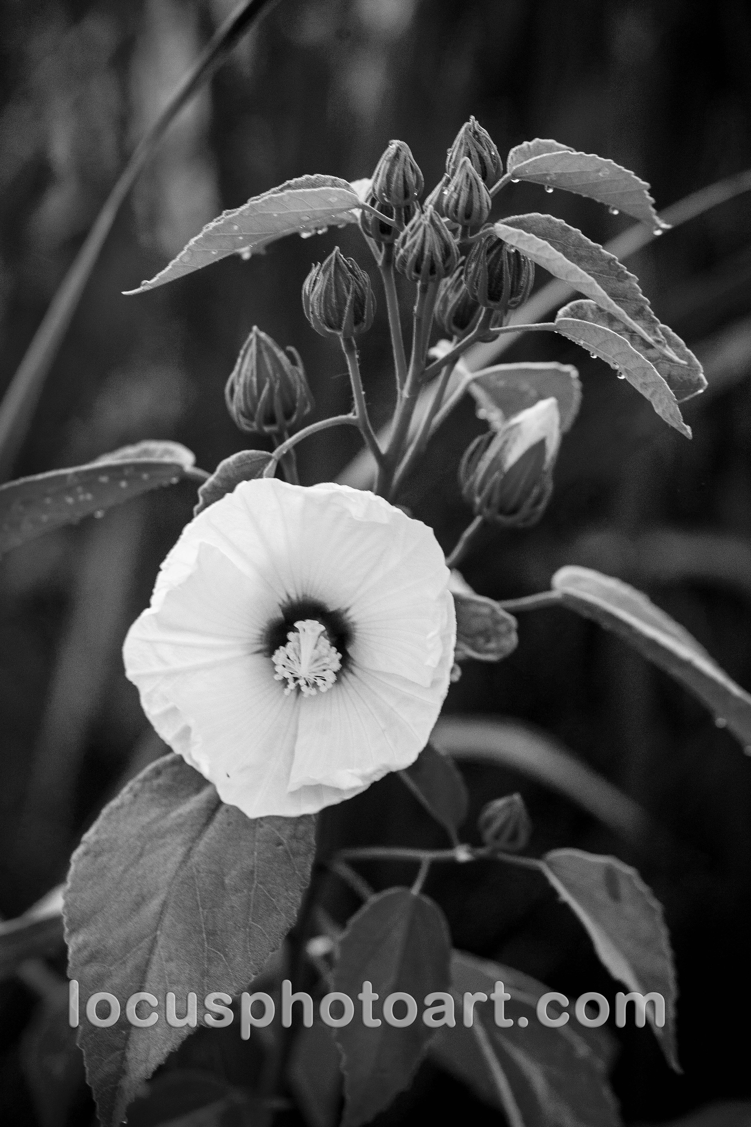 J24 Dewy White Blossom 9916 BW FB.jpg