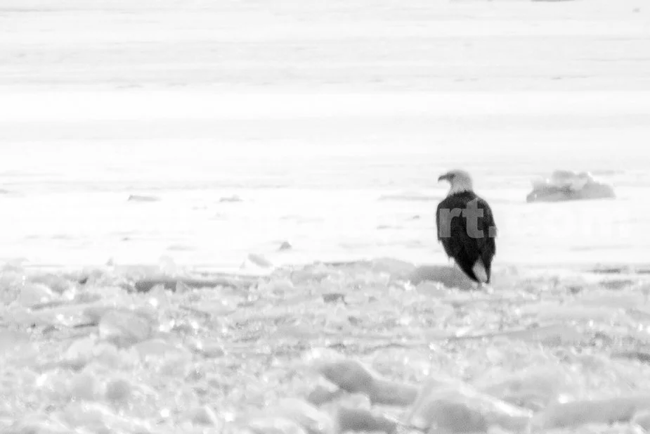 J21_Eagle_on_Ice_IMG_5524_BW.jpg