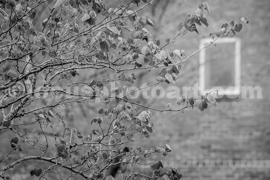 J19_Springtime_in_New_Harmony_0303_BW.jpg