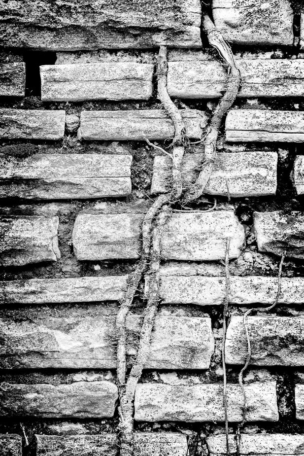 J21_Vines_on_Stone_5838_Hi-C_BW.jpg