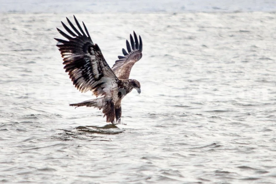 J21_Juvenile_Eagle_on_the_Hunt_4989.jpg
