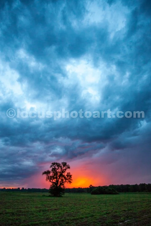 J20_Stormy_Sunrise_Tree_8707.jpg