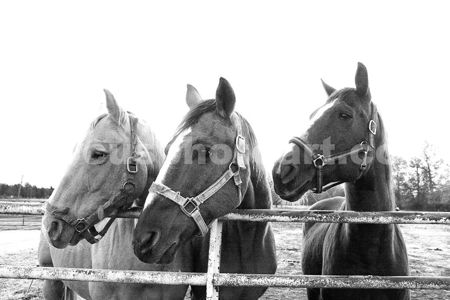 J14_Horses_II_0121_BW.jpg