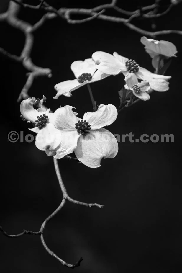J21_Dogwood_Blossoms_in_Missouri_0293_BW.jpg