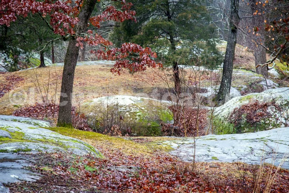 J21_Winter_Landscape_at_Dixon_Springs_4517.jpg